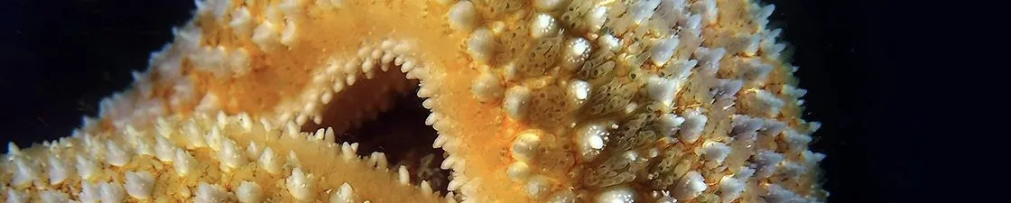 Underwater camera – Taking photos underwater