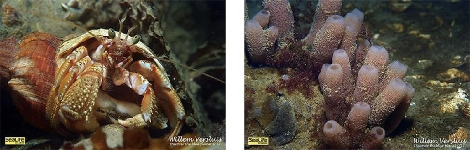 Underwater camera-5